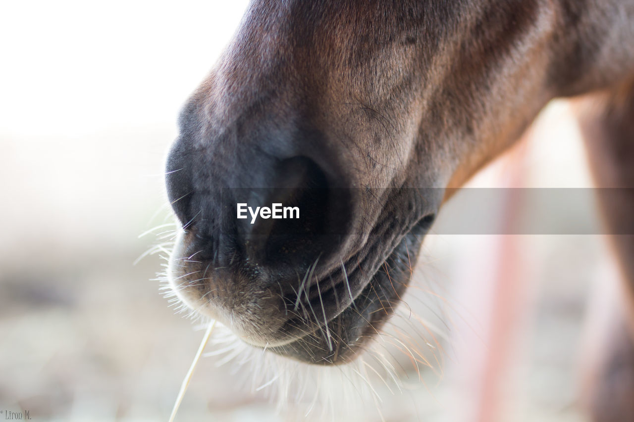 Close-up of horse nose