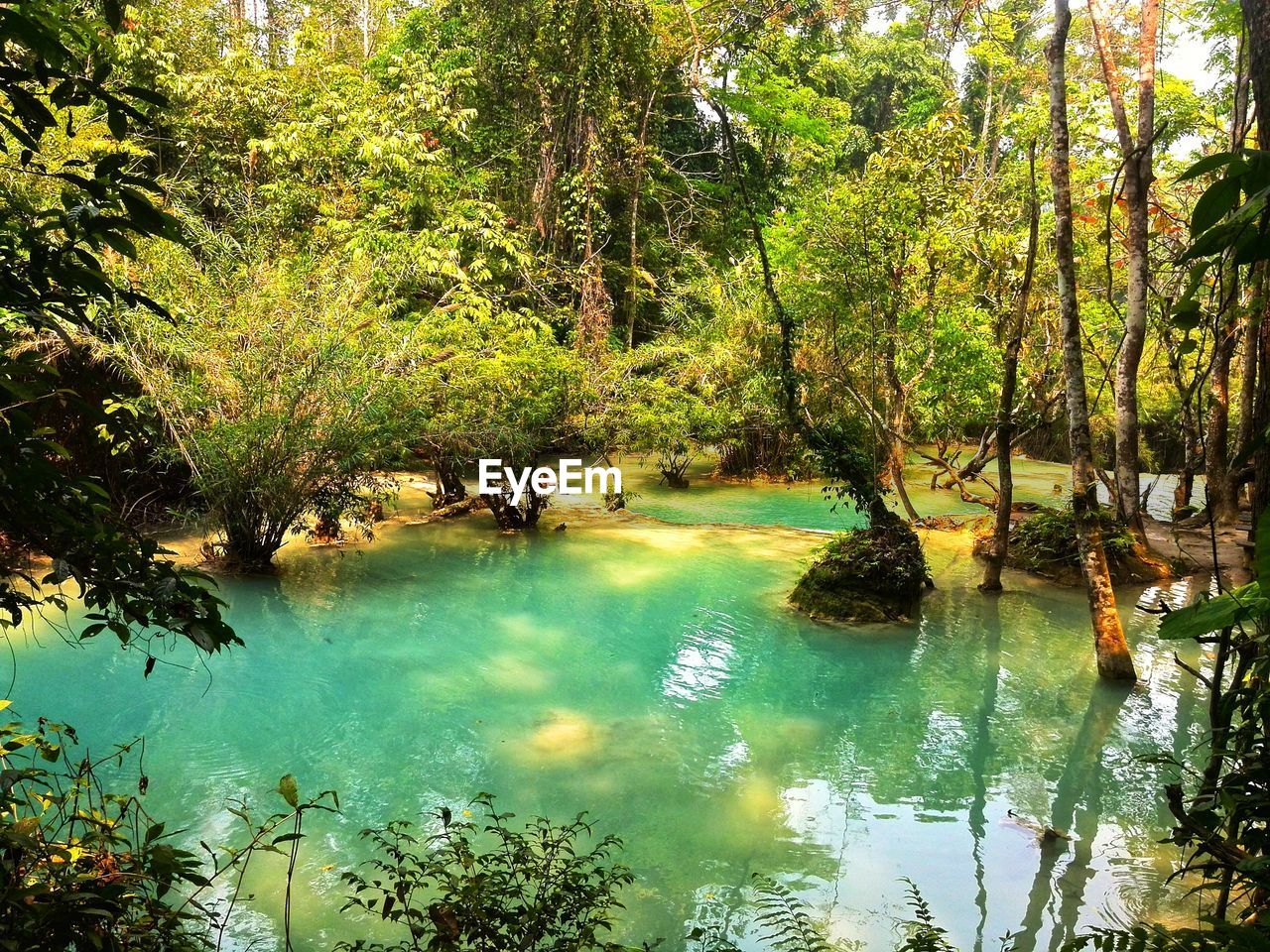 SCENIC VIEW OF LAKE BY TREES