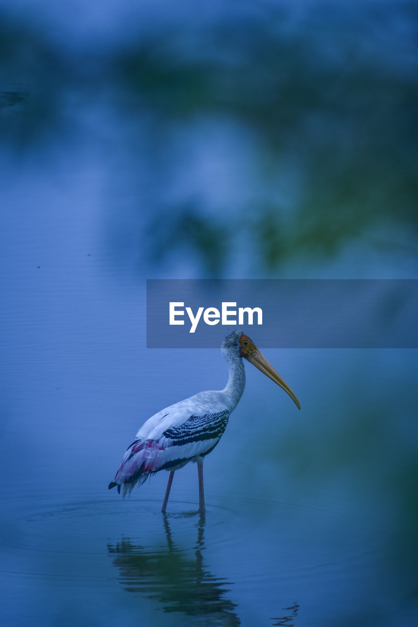 Close-up of oriental stork