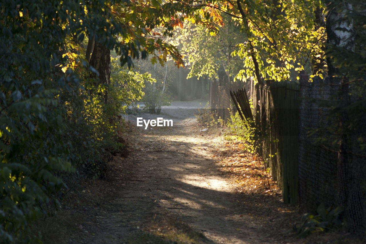 autumn, nature, plant, sunlight, tree, leaf, footpath, woodland, forest, the way forward, morning, beauty in nature, shadow, green, road, no people, tranquility, land, growth, outdoors, landscape, yellow, environment, dirt road, natural environment, day, scenics - nature, light, plant part, tranquil scene, trail, grass, non-urban scene, diminishing perspective, single lane road, transportation, dirt, idyllic