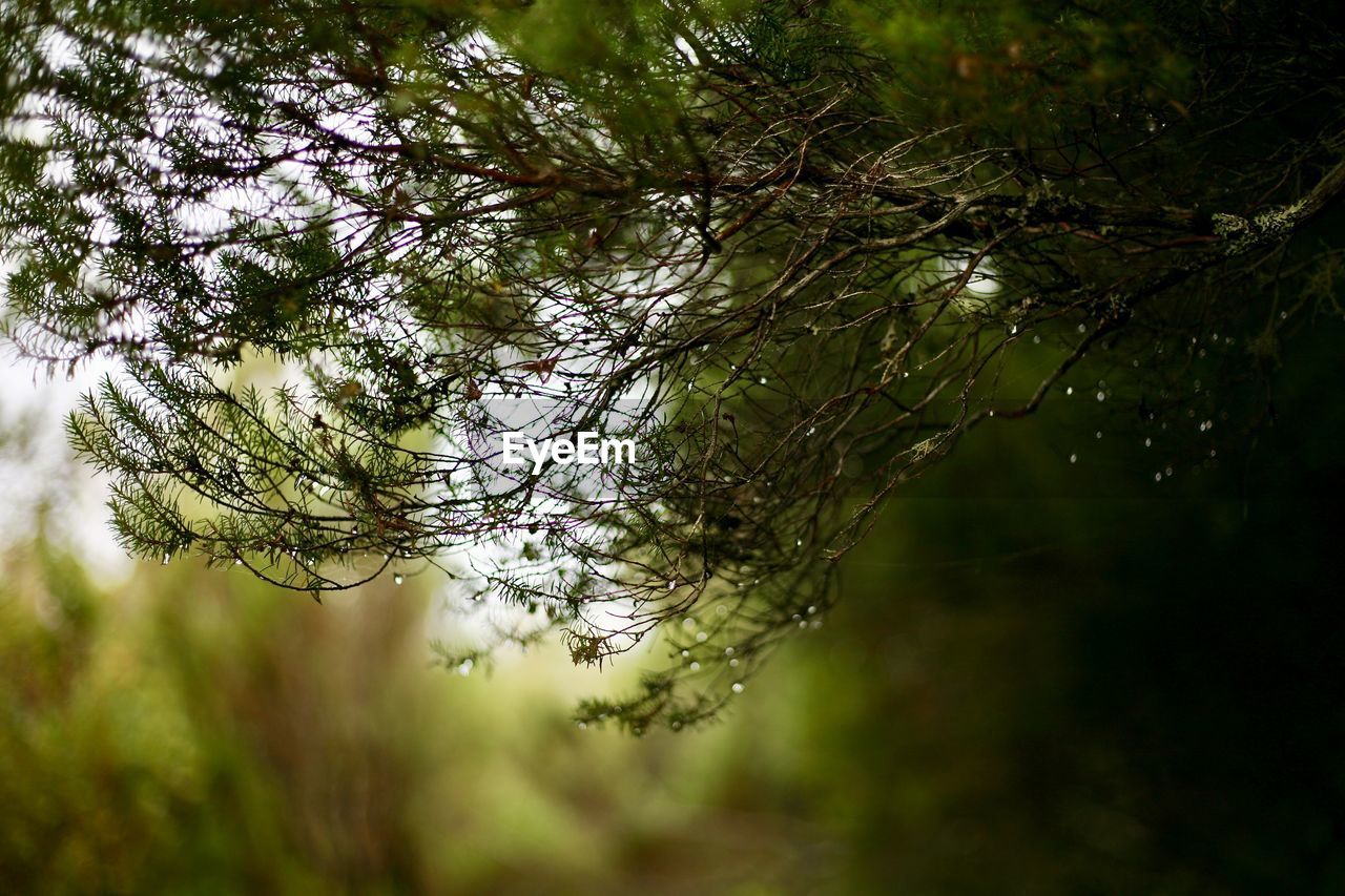 CLOSE-UP OF RAINDROPS ON TREE