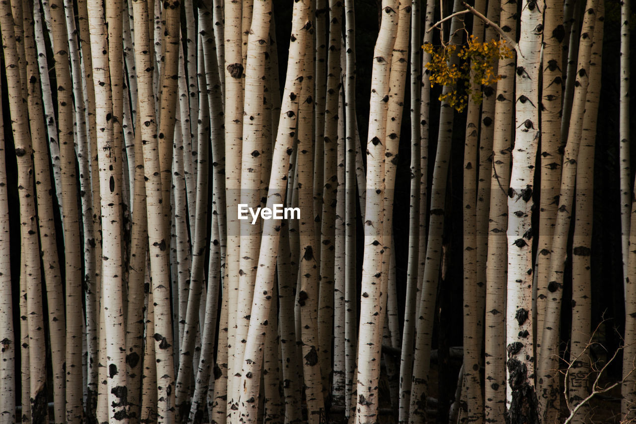 Aspen tree grove 