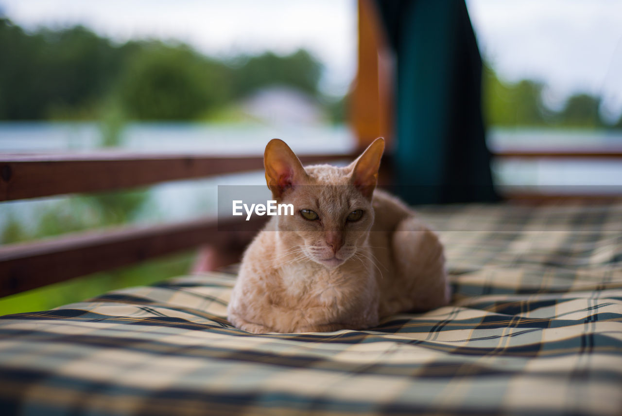 Portrait of cat sitting outdoors