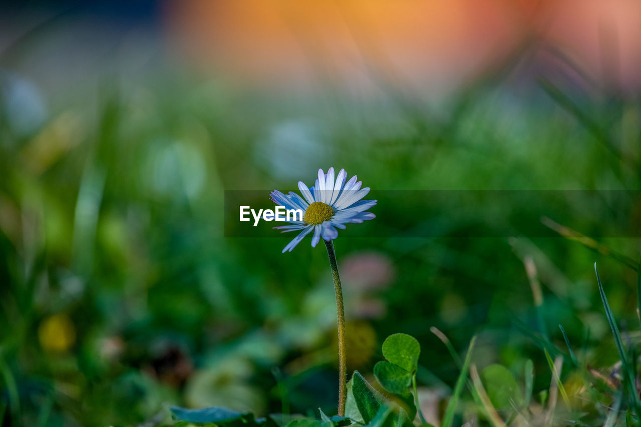 CLOSE-UP OF FLOWERING PLANT ON FIELD