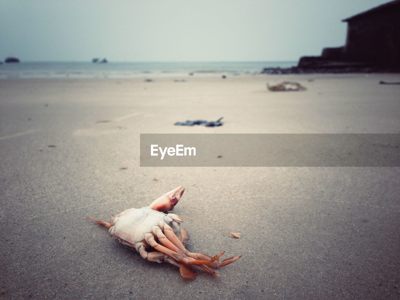 Close-up of dead crab on sand at beach