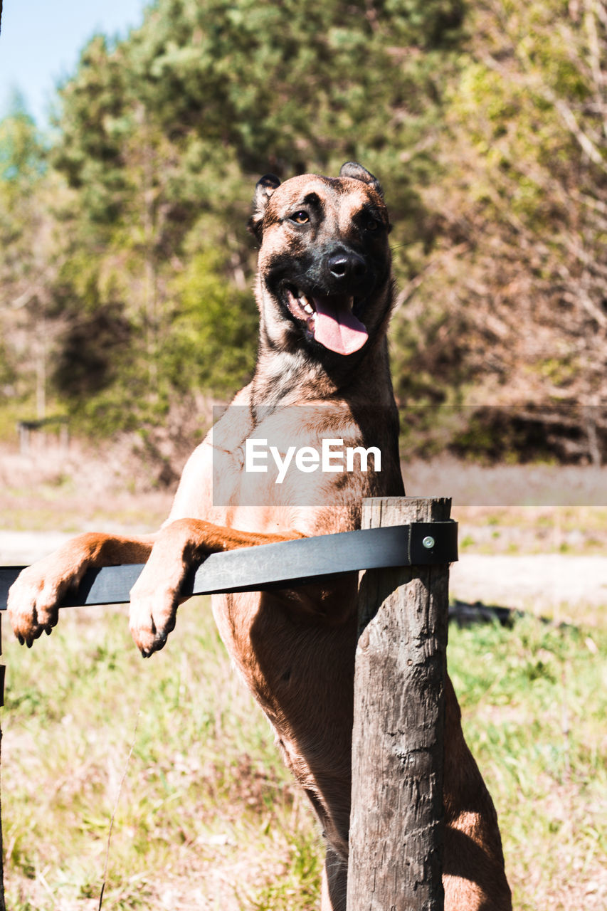 PORTRAIT OF DOG LOOKING AWAY ON FIELD