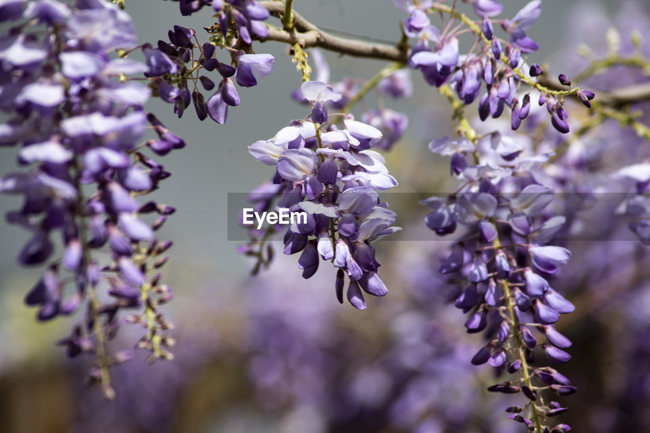 plant, flower, flowering plant, purple, beauty in nature, freshness, fragility, growth, tree, nature, blossom, close-up, lilac, branch, springtime, no people, macro photography, focus on foreground, lavender, selective focus, scented, botany, petal, flower head, inflorescence, outdoors, food, food and drink, day, twig, wisteria