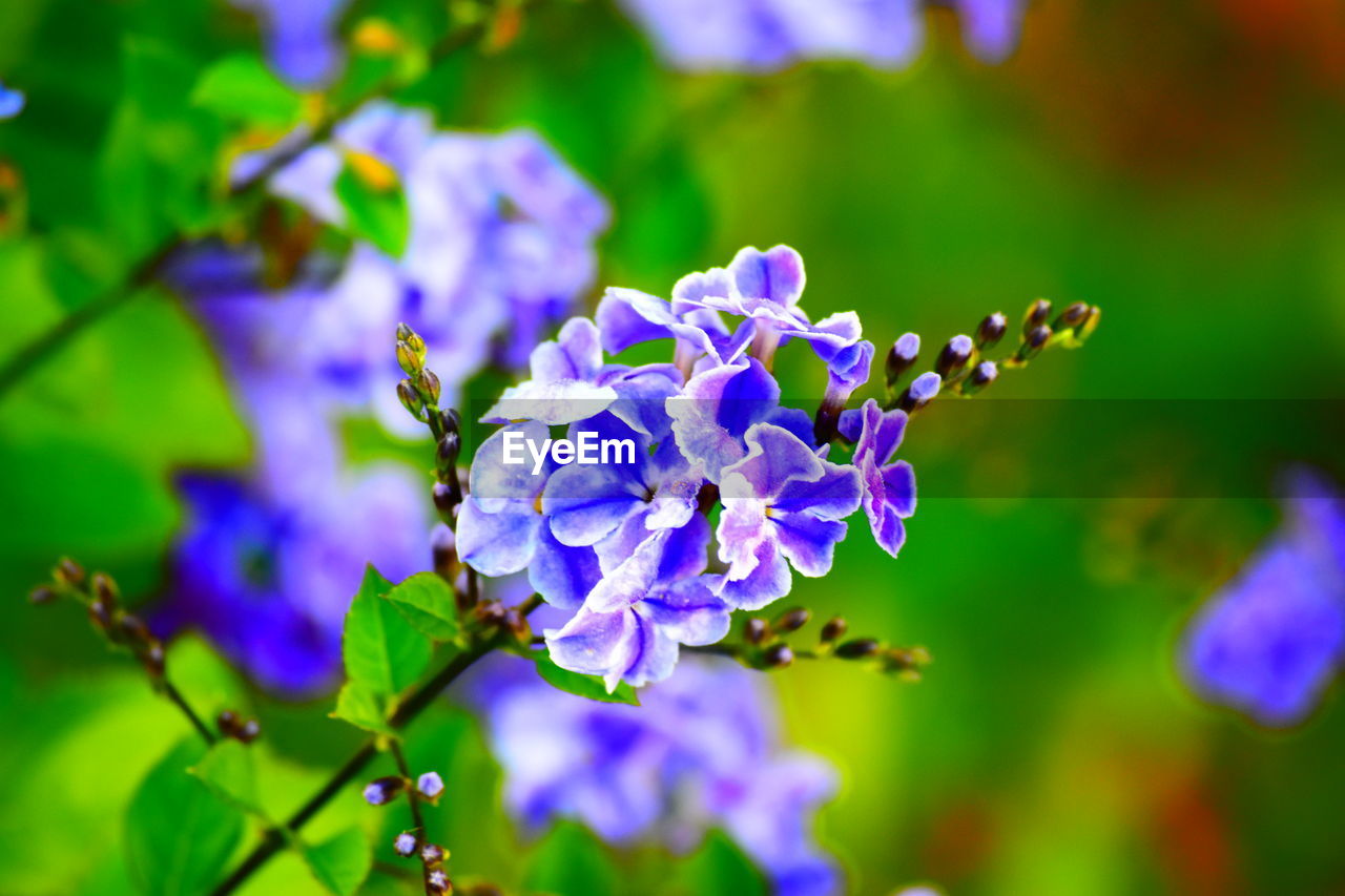 CLOSE-UP OF WET FLOWER BLOOMING OUTDOORS