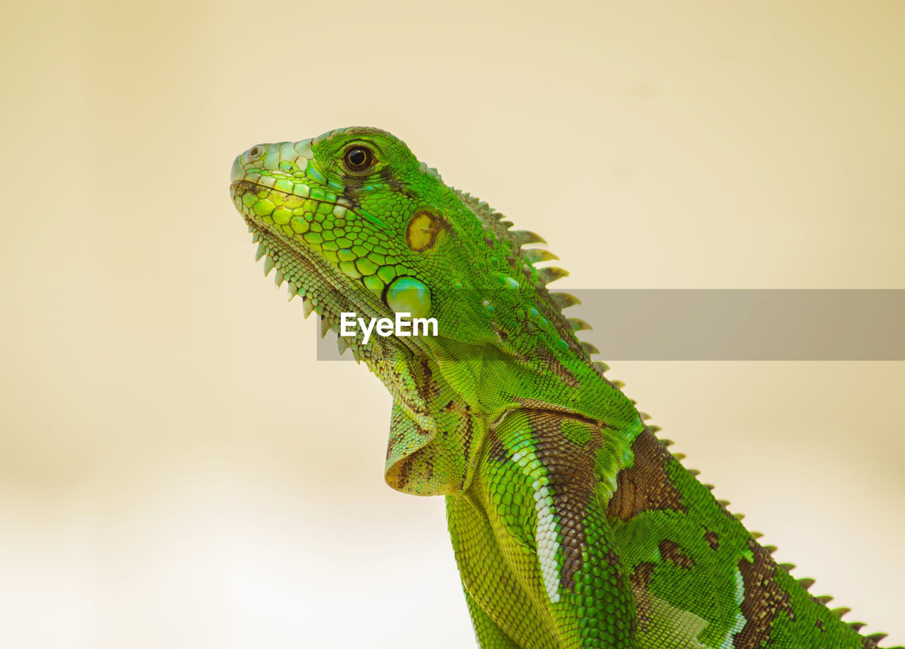 animal themes, animal, one animal, lizard, reptile, animal wildlife, green, chameleon, iguana, common chameleon, iguania, no people, wall lizard, side view, animal body part, wildlife, nature, environment, close-up, portrait, anole, macro photography, profile view