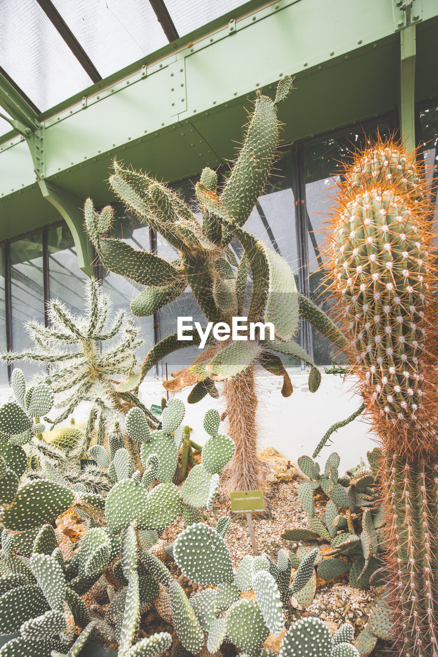 Close-up of prickly pear cactus - jardin des plantes - muséum national 