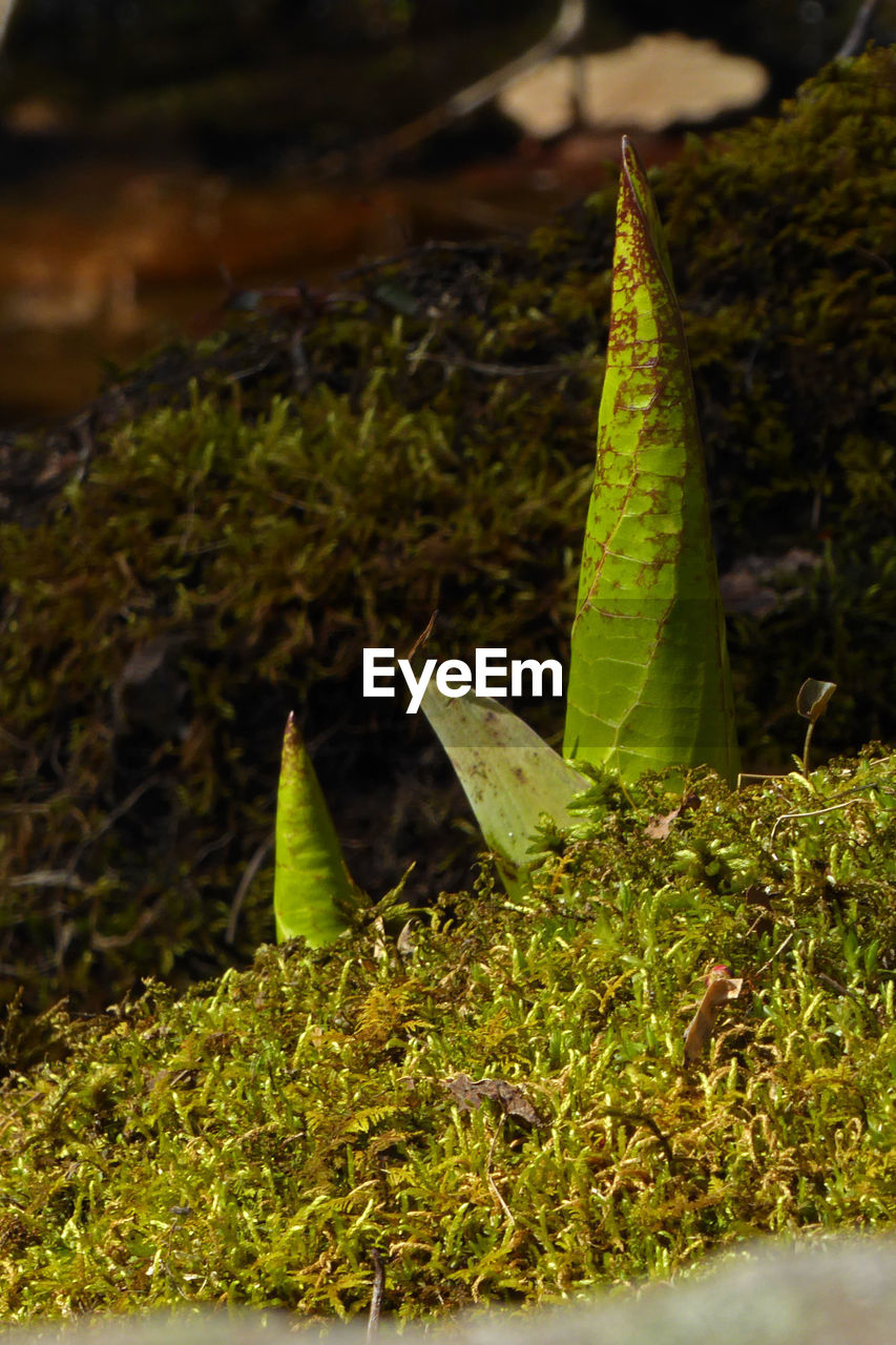 CLOSE-UP OF CACTUS PLANT GROWING IN PARK