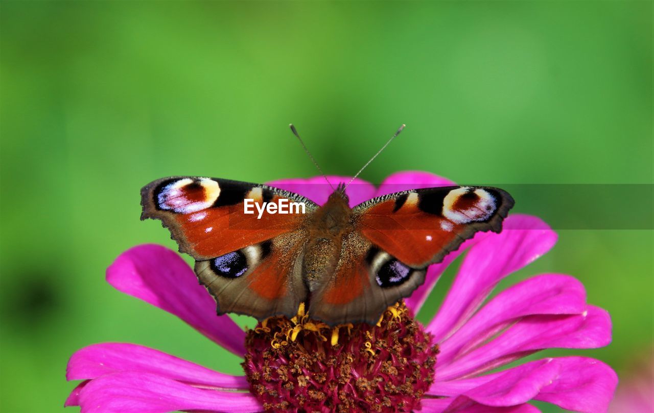 CLOSE-UP OF BUTTERFLY POLLINATING ON FLOWER