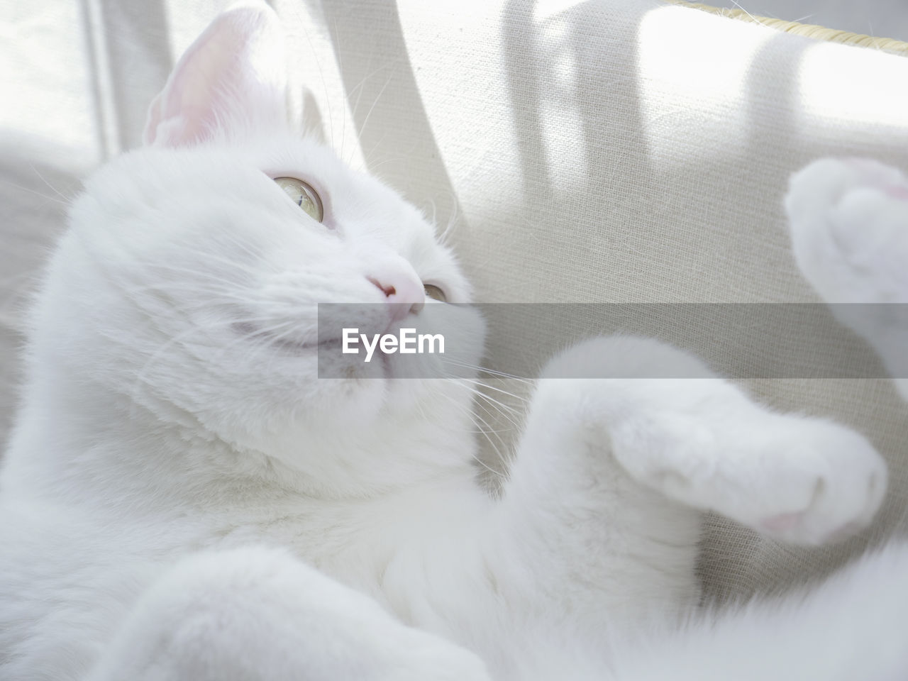 Close-up of white cat lying on sofa 