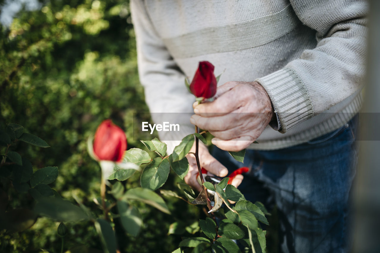 Senior man cutting rose in the garden, close-up