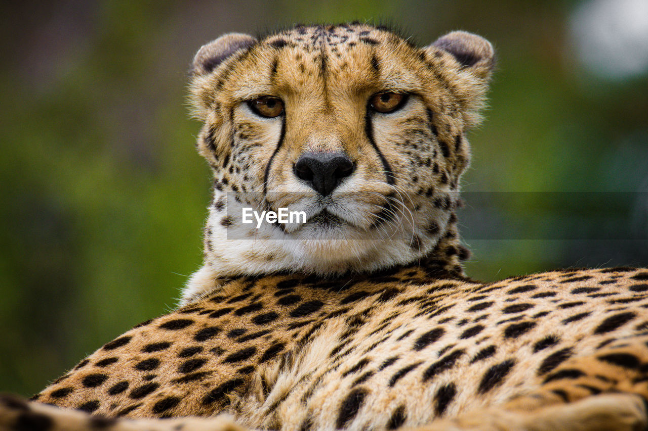 close-up of cheetah looking away