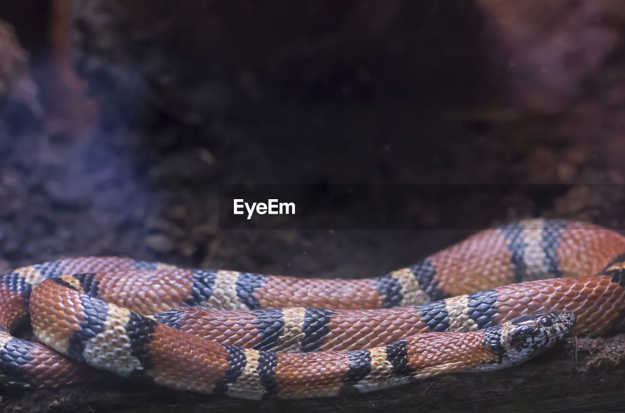 HIGH ANGLE VIEW OF A LIZARD ON A FIELD