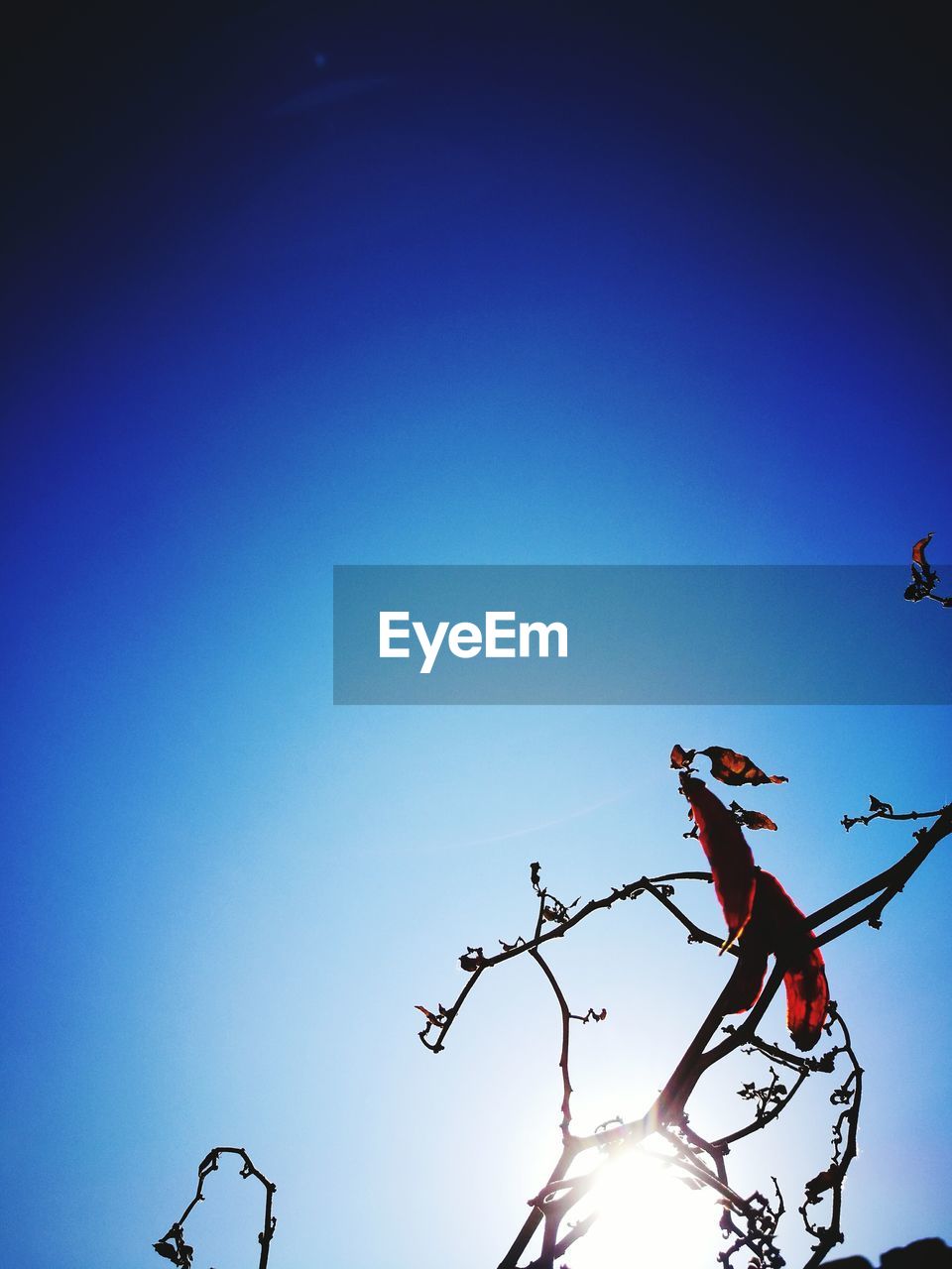 LOW ANGLE VIEW OF SILHOUETTE BIRD PERCHING ON TREE AGAINST CLEAR SKY
