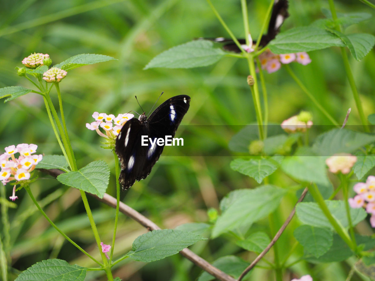 CLOSE-UP OF BUTTERFLY POLLINATING ON PLANT