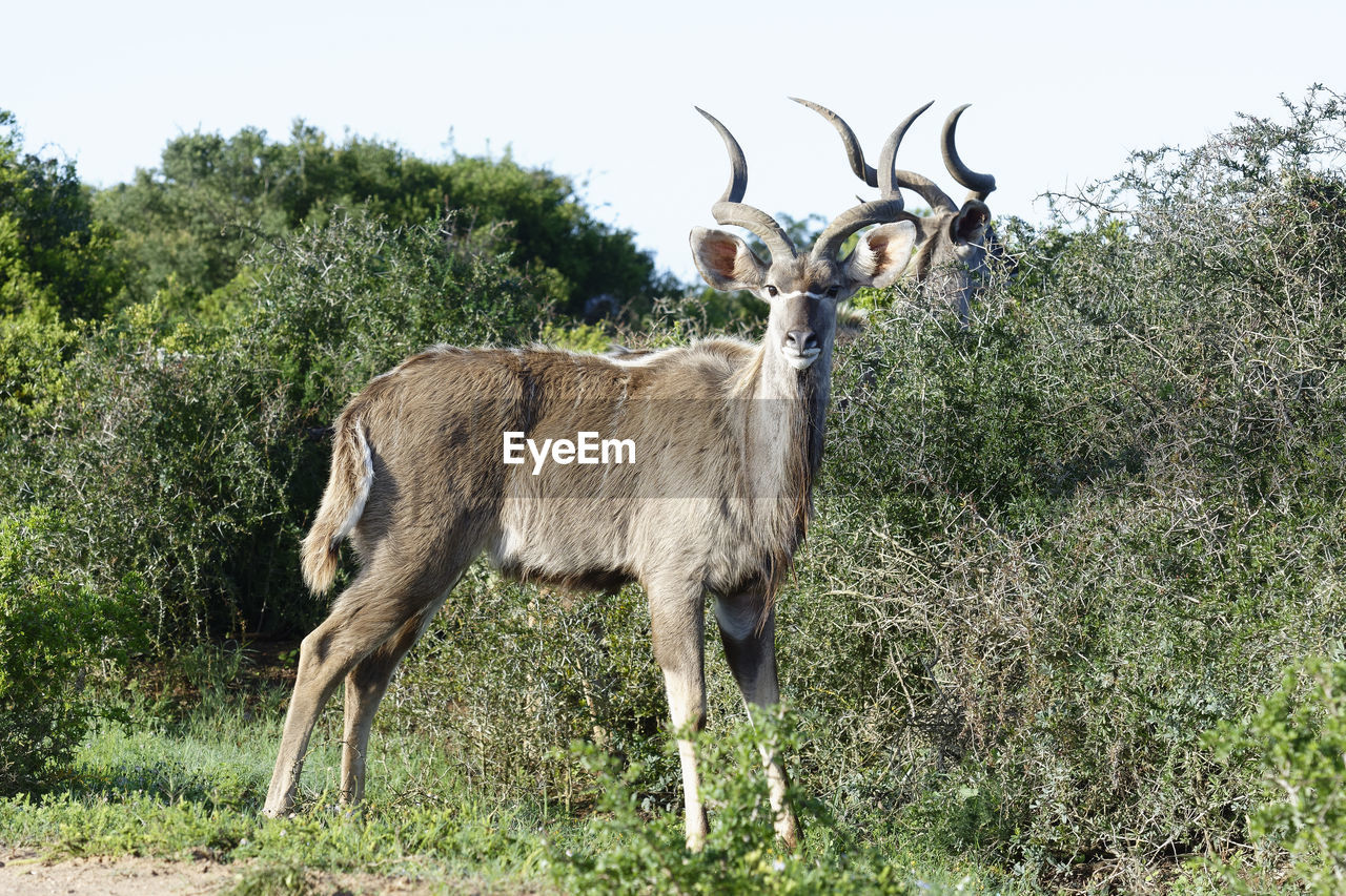 DEER STANDING ON FIELD BY TREES