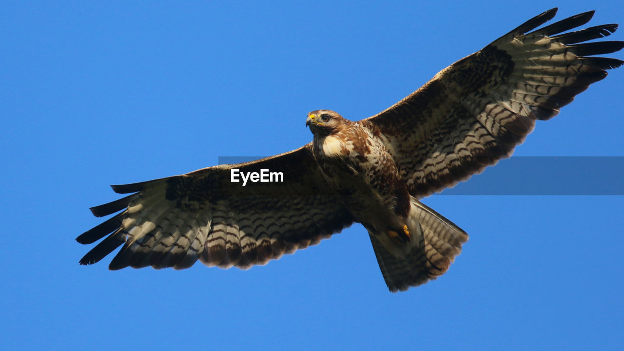 LOW ANGLE VIEW OF EAGLE FLYING AGAINST CLEAR SKY