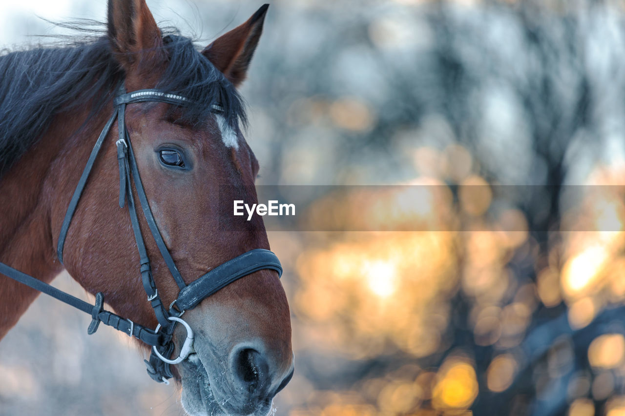 Close up portrait of a horse in winter at sunset. brown color. steam from the mare's nostrils