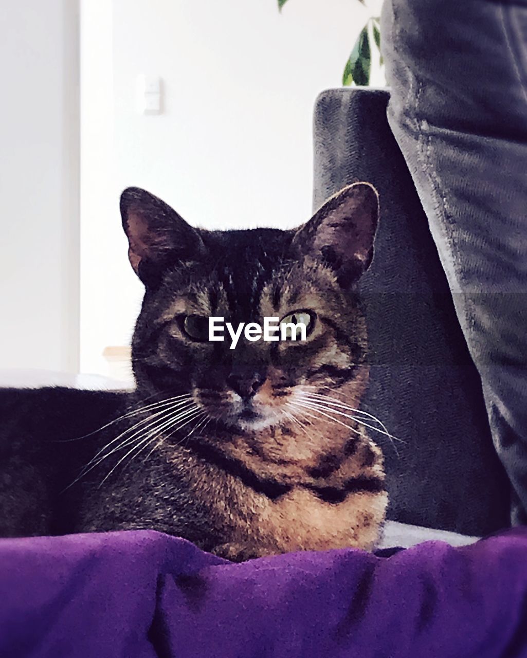 CLOSE-UP PORTRAIT OF CAT SITTING ON SOFA