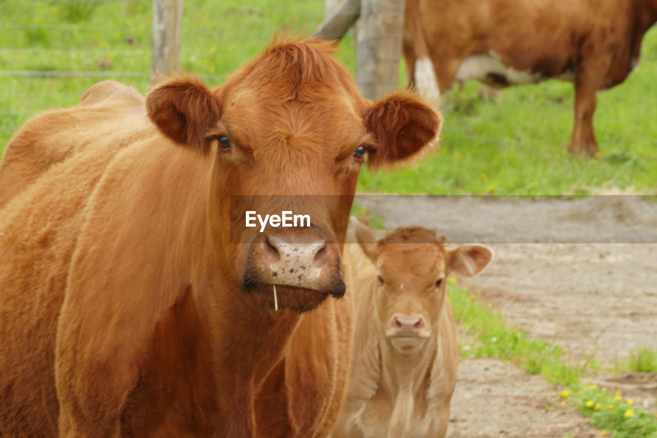 PORTRAIT OF COWS IN A HORSE