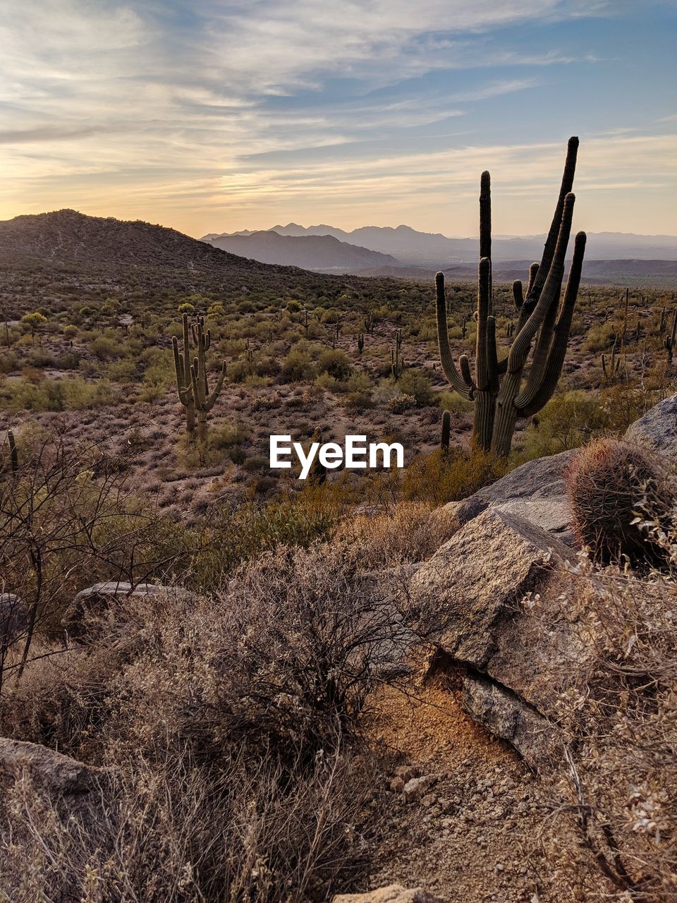 Cactus growing on field against sky