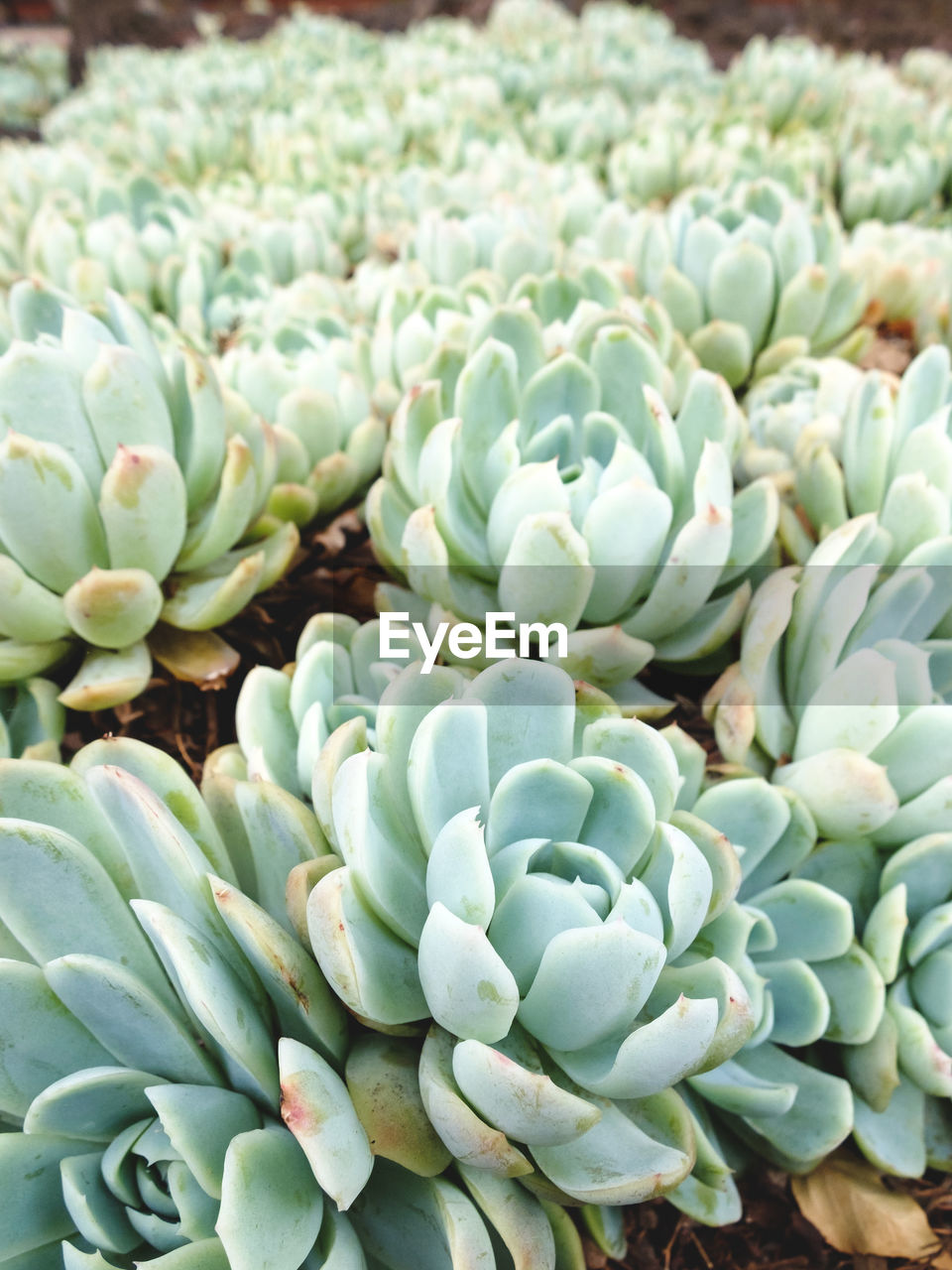 Close-up of succulent plant