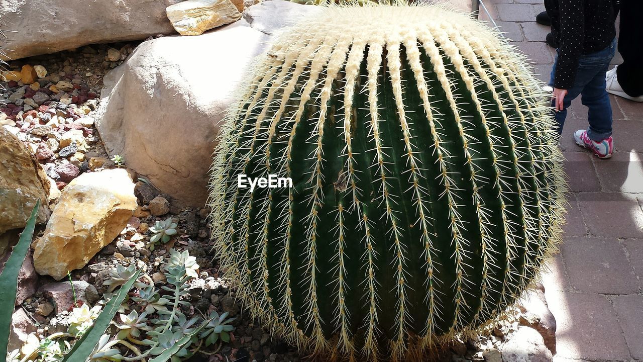 CLOSE-UP OF CACTUS PLANTS