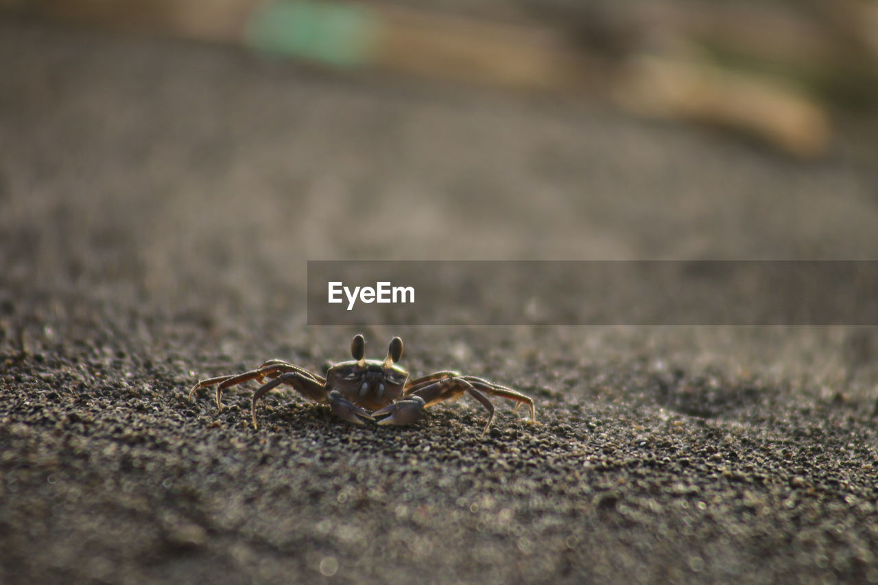 CLOSE-UP OF SPIDER ON WEB