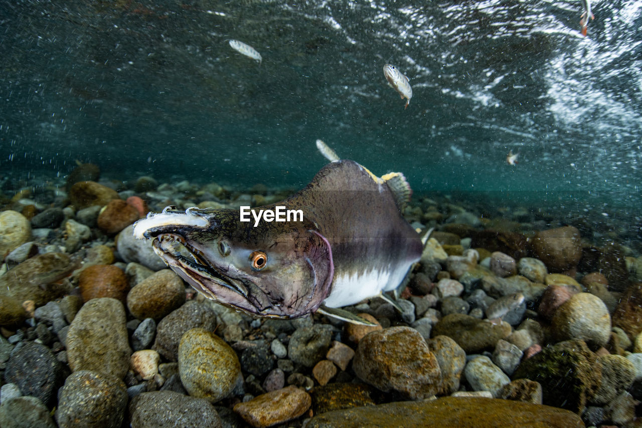 Pink salmon's run in rausu, hokkaido , japan