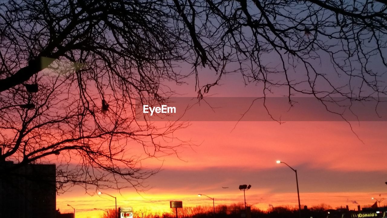 BARE TREE AGAINST SKY