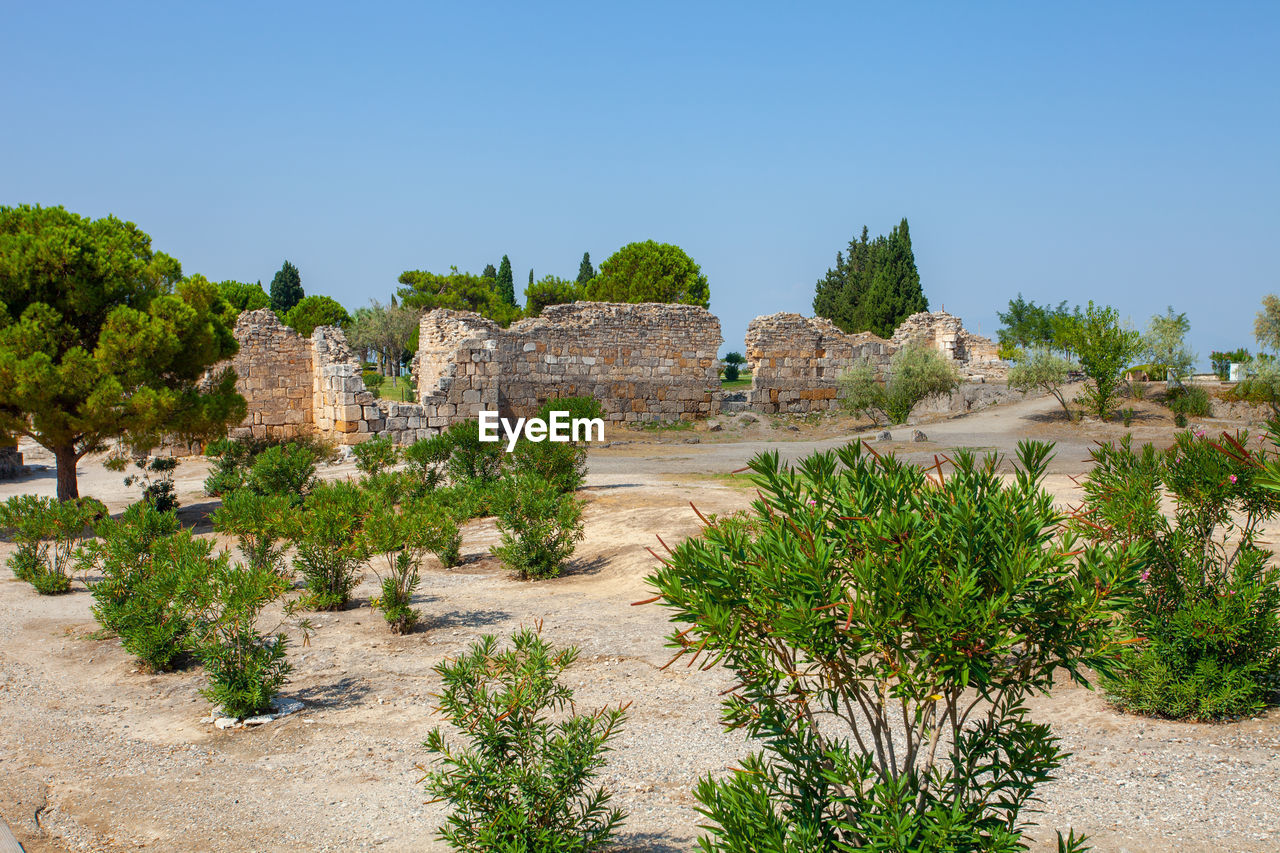 PLANTS AND TREES IN PARK