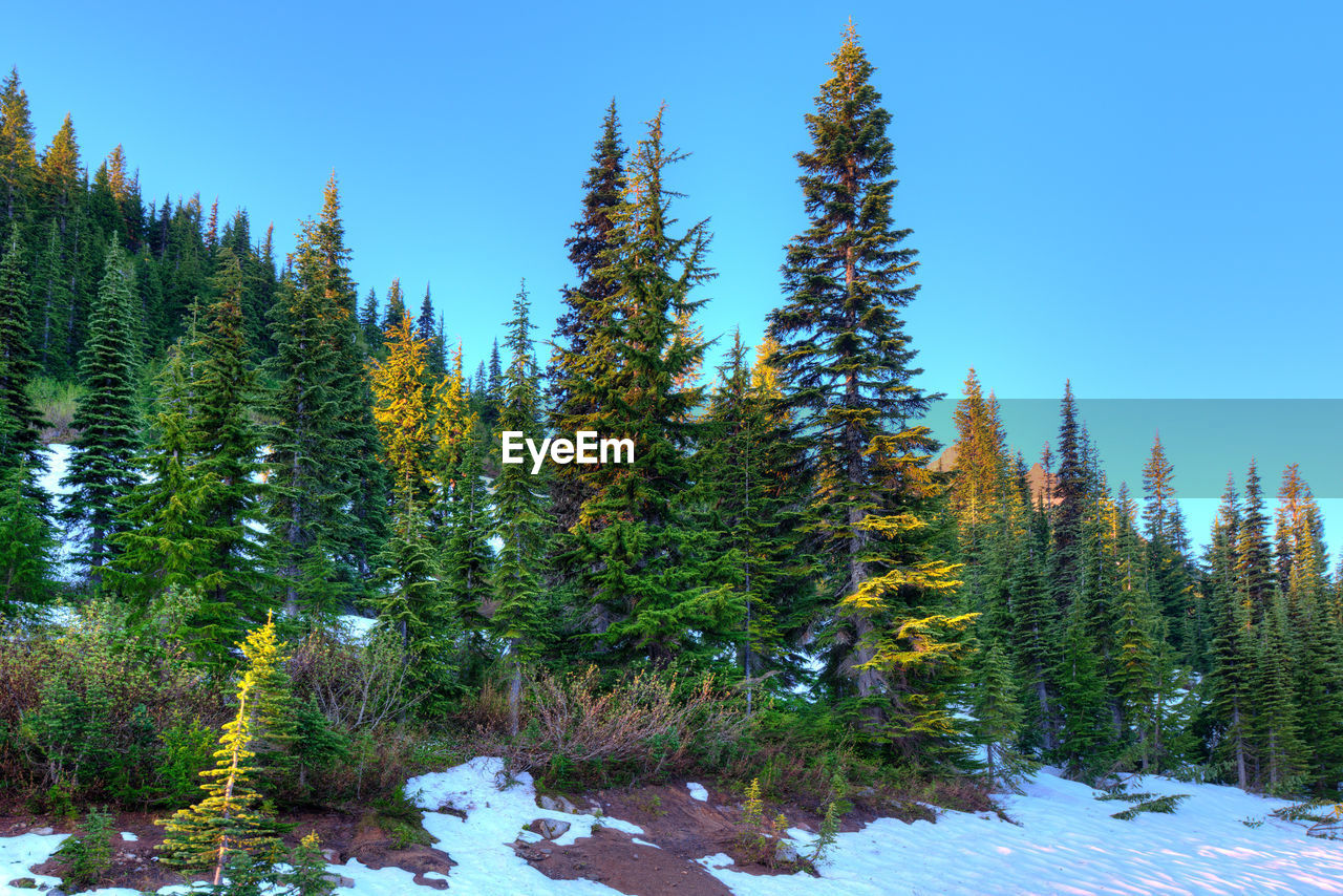 Forest at mount rainier national park, washington state, usa