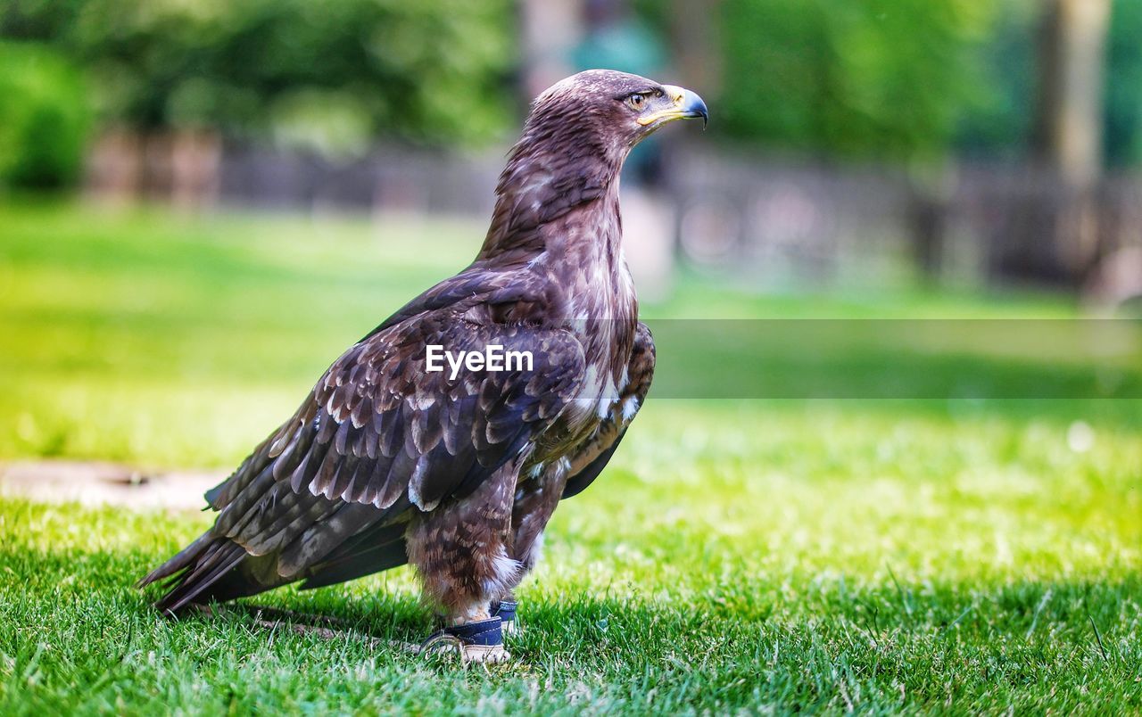 BIRD PERCHING ON GRASS