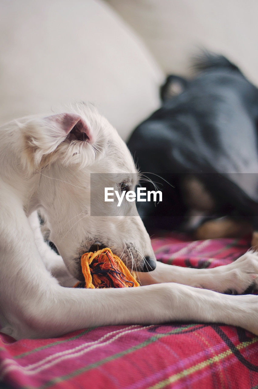 A white saluki puppy chewing on an dog toy on a cozy sofa with a black dog laying in the background.