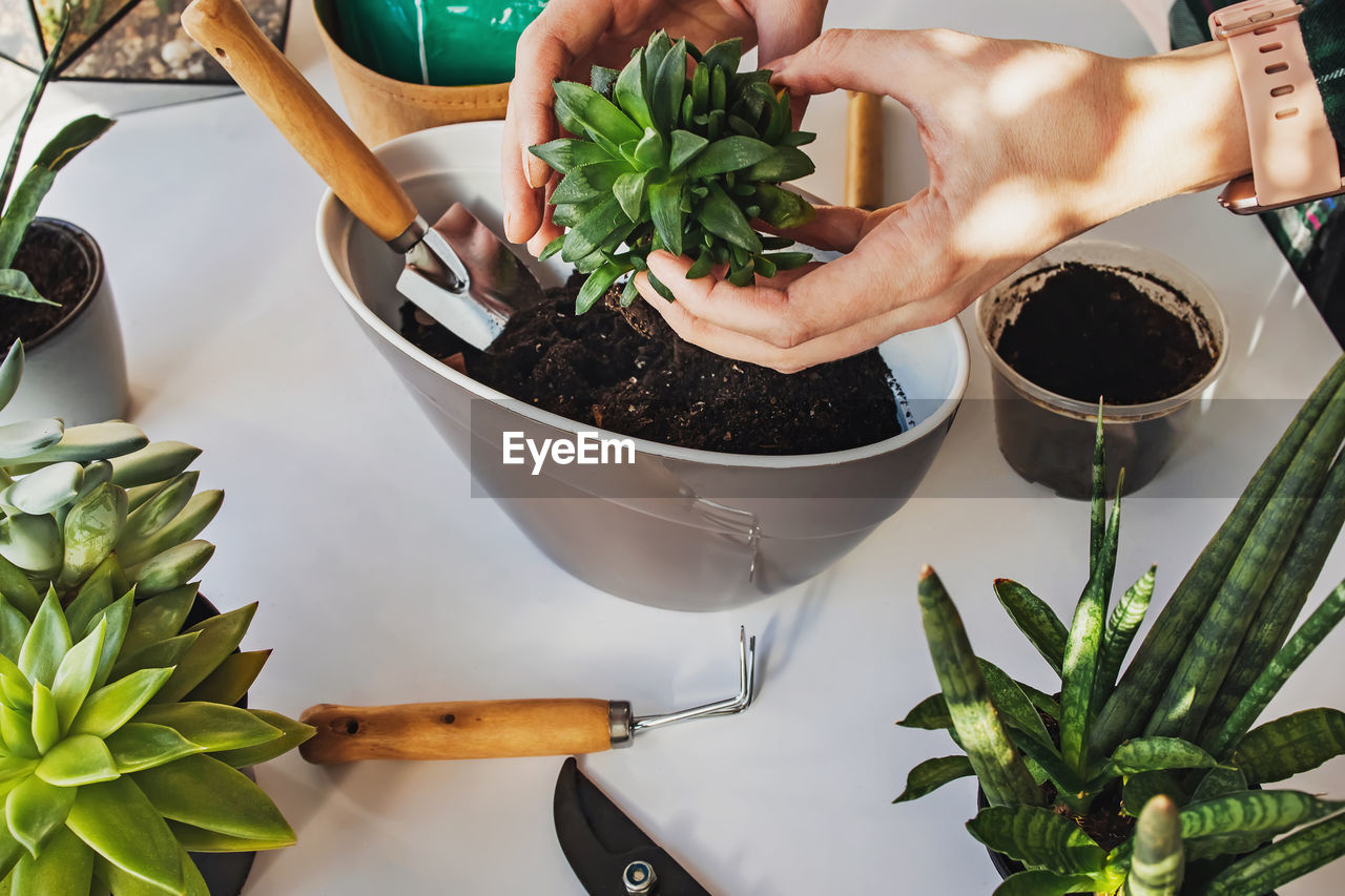 Woman's hands transplanting succulents in one pot on. making decorative green composition. 