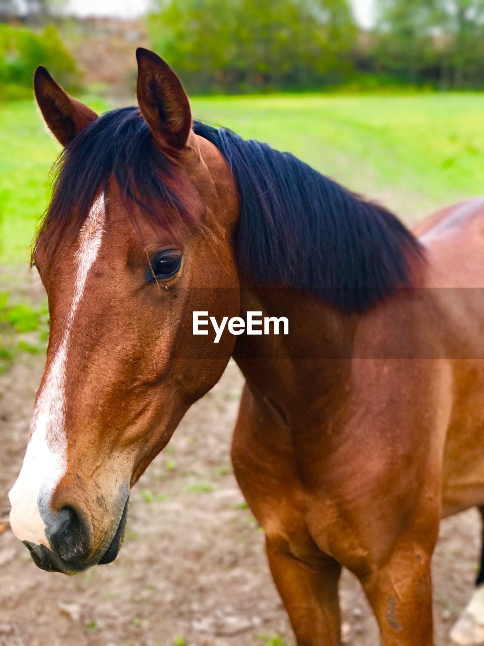 CLOSE-UP PORTRAIT OF HORSE ON FIELD