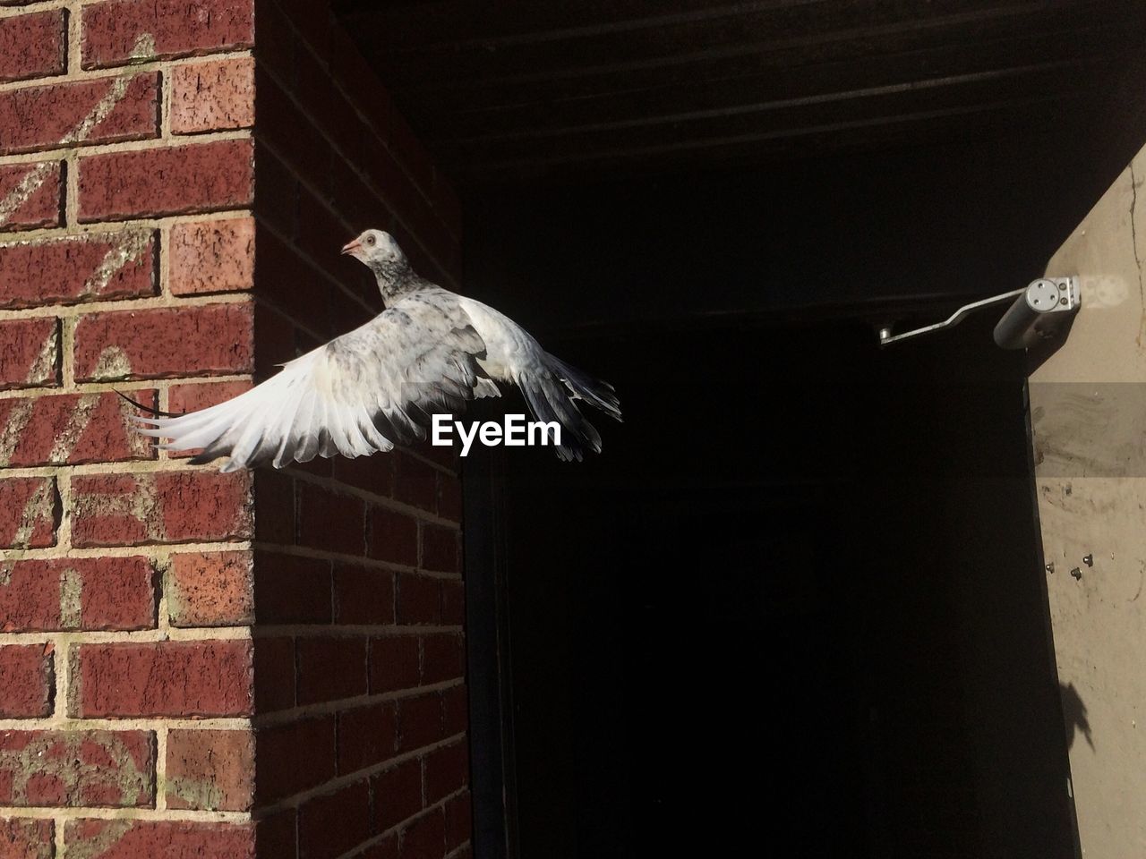 Open door and bird pigeon flying