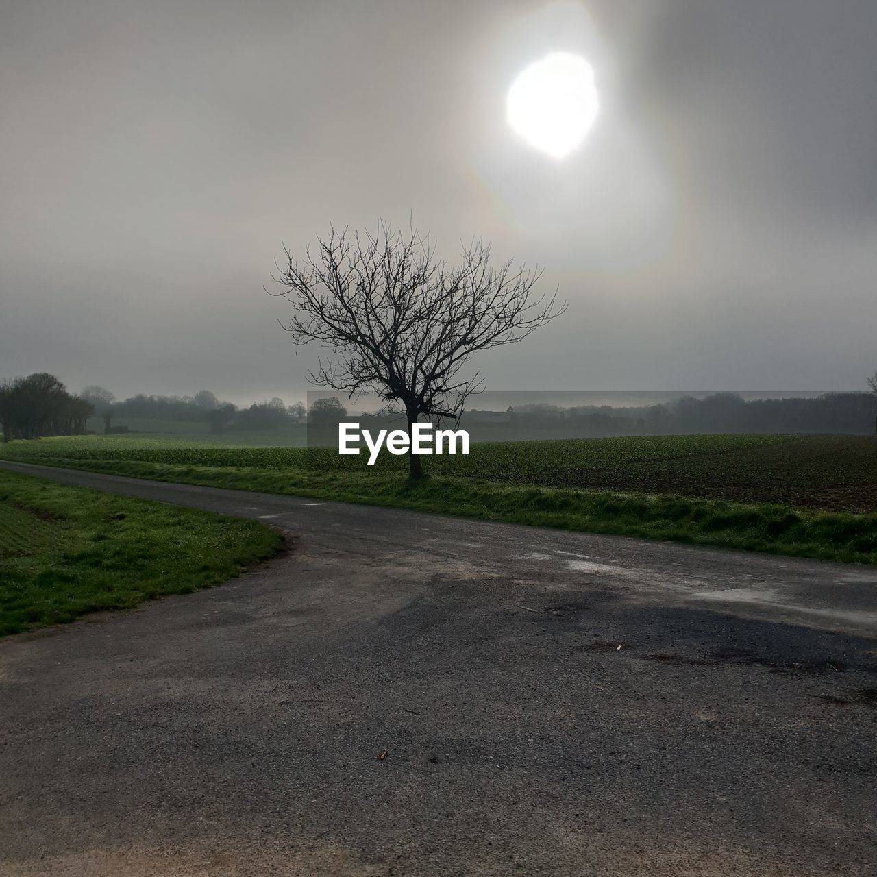 VIEW OF BARE TREES ON LANDSCAPE