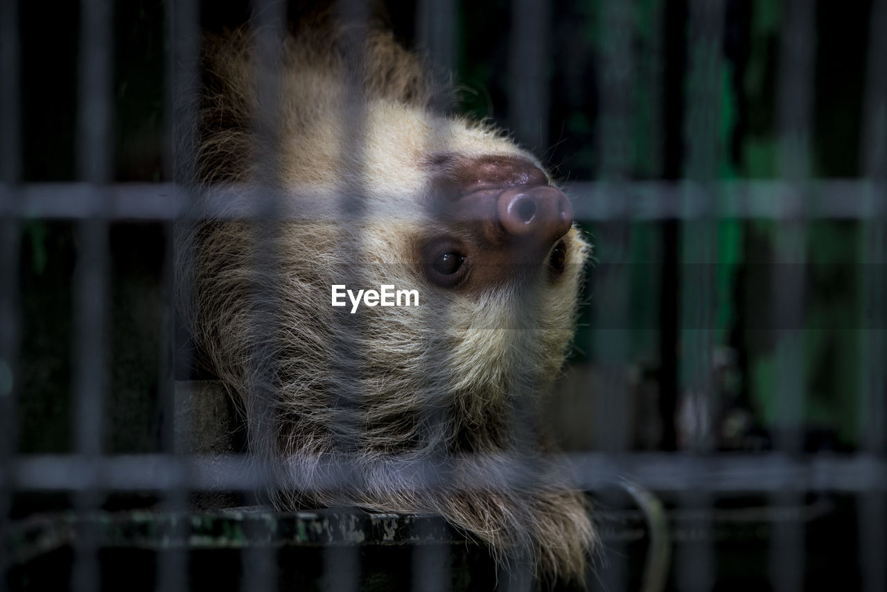Close-up of sloth