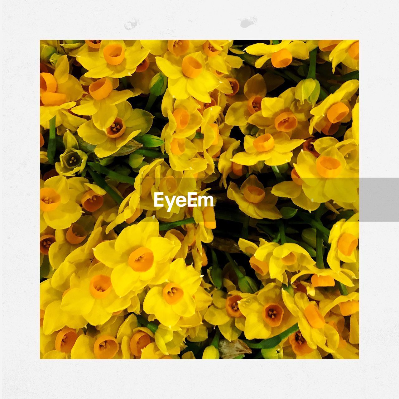 CLOSE-UP OF MULTI COLORED YELLOW FLOWERS GROWING IN PLANT