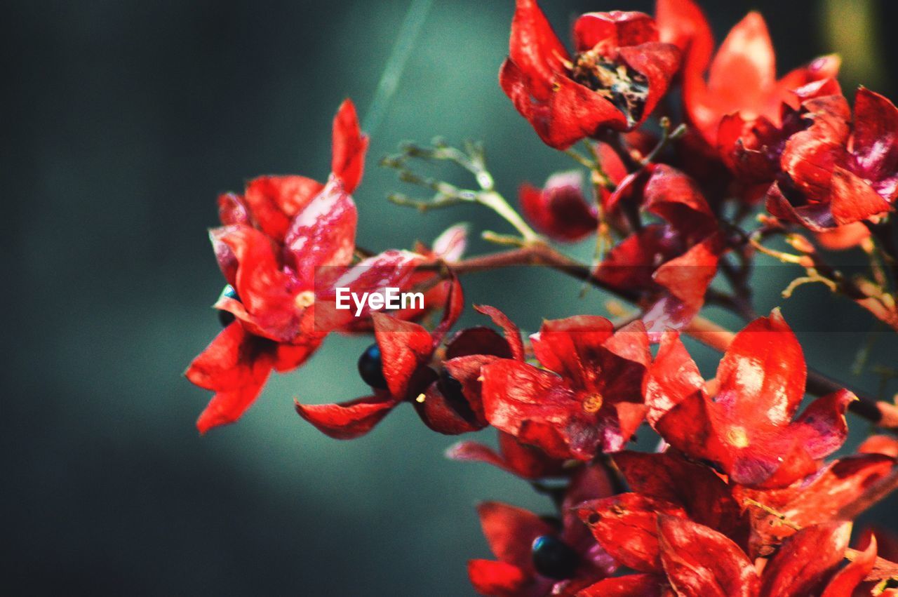 Close-up of red flowering plant