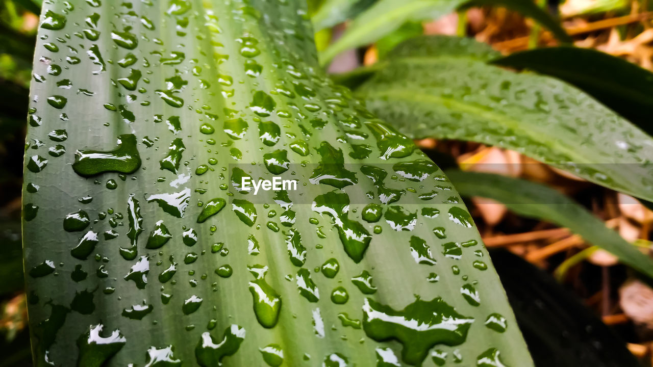 CLOSE-UP OF WATER DROPS ON LEAVES