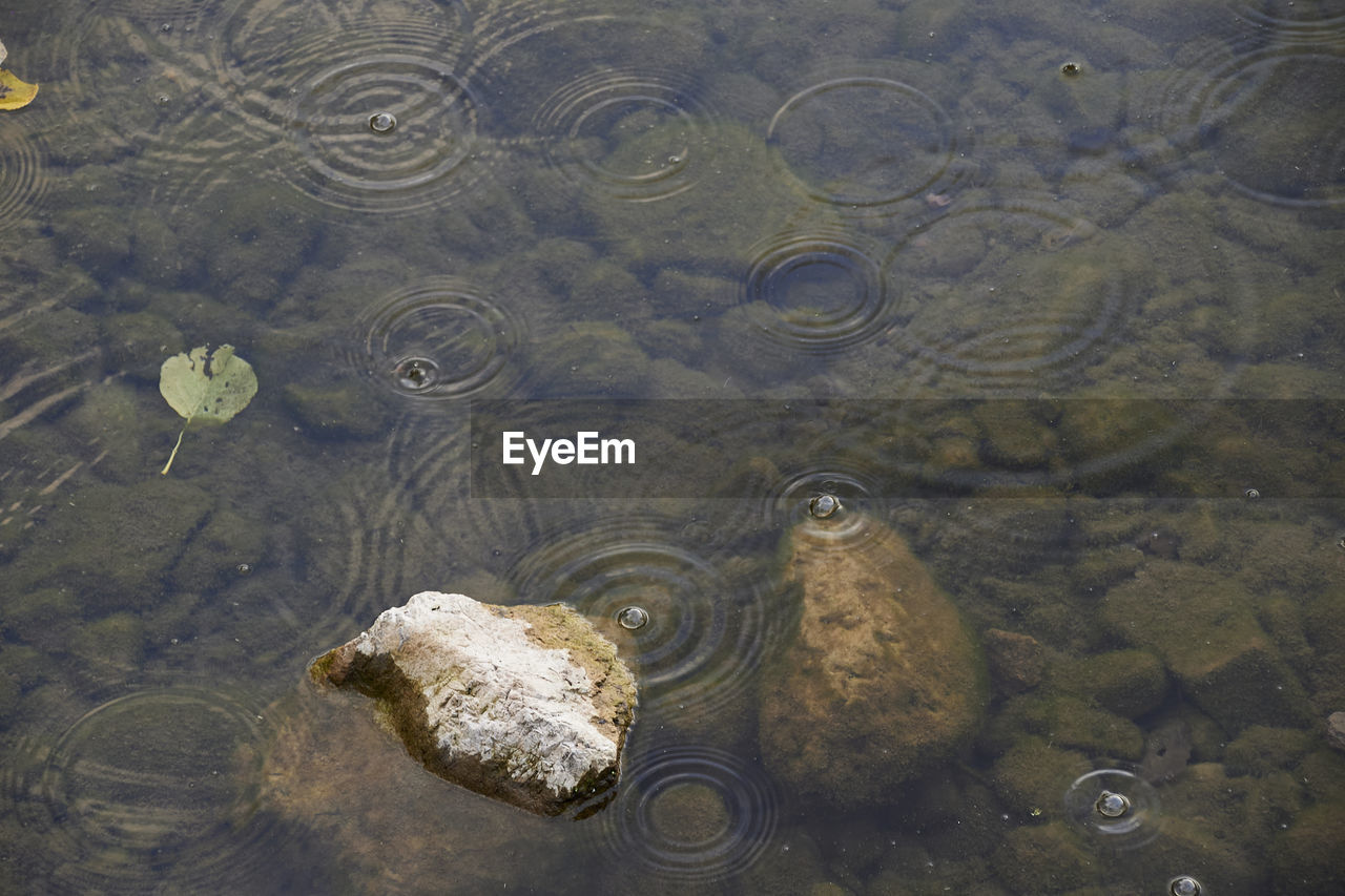 High angle view of turtle in lake