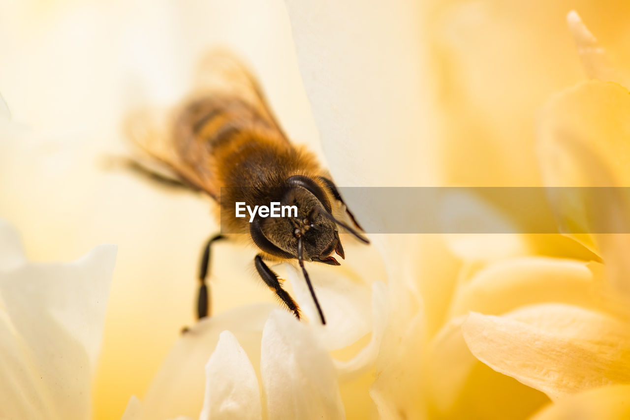 Honey bee on bright white yellow peony flower, close up of bee at work polinating the flower. 