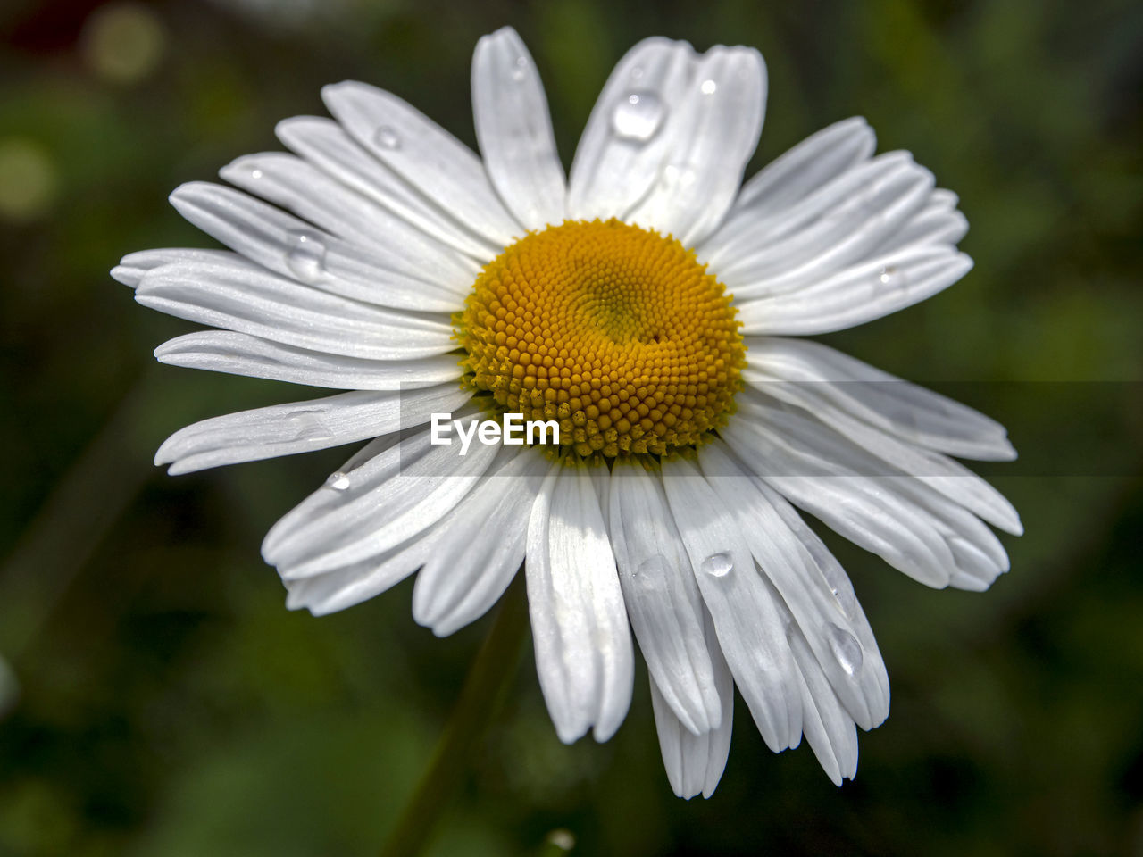 White chamomile with raindrops on its petals on a blurred natural background