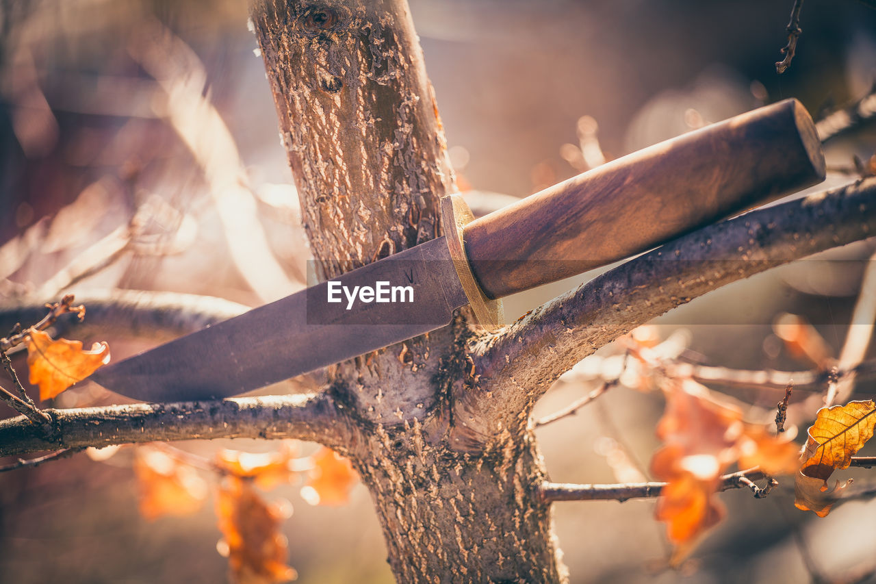 CLOSE-UP OF FIREWOOD LEAVES ON TREE