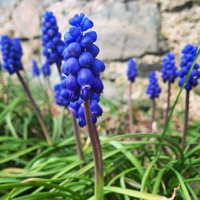 CLOSE-UP OF PURPLE FLOWERS BLOOMING IN FIELD